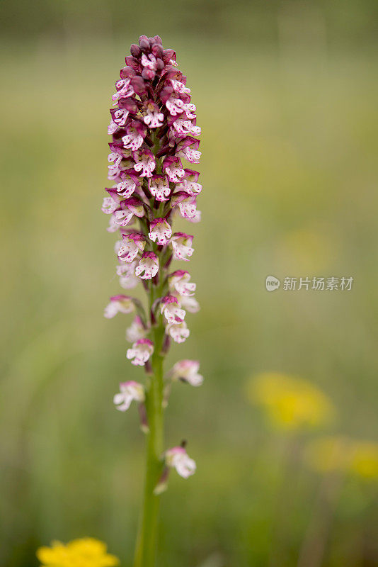 开花的枯梢兰(Neotinea ustulata)